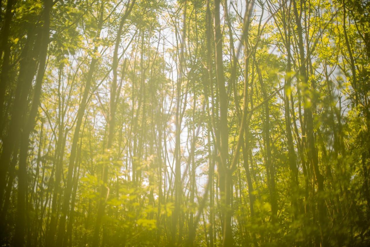 Dgg Woodland Escape Hotel South Barrow Luaran gambar